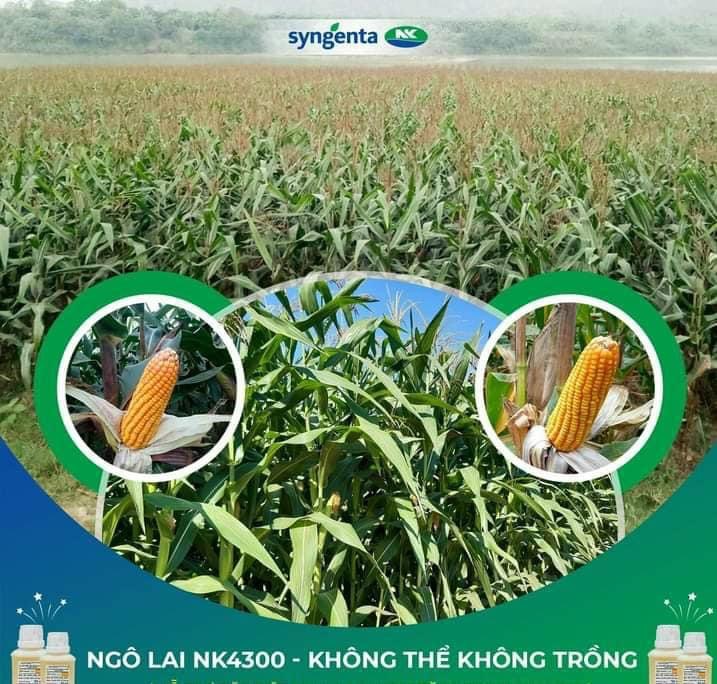 Giống Ngô NK4300 Giống Ngô NK4300