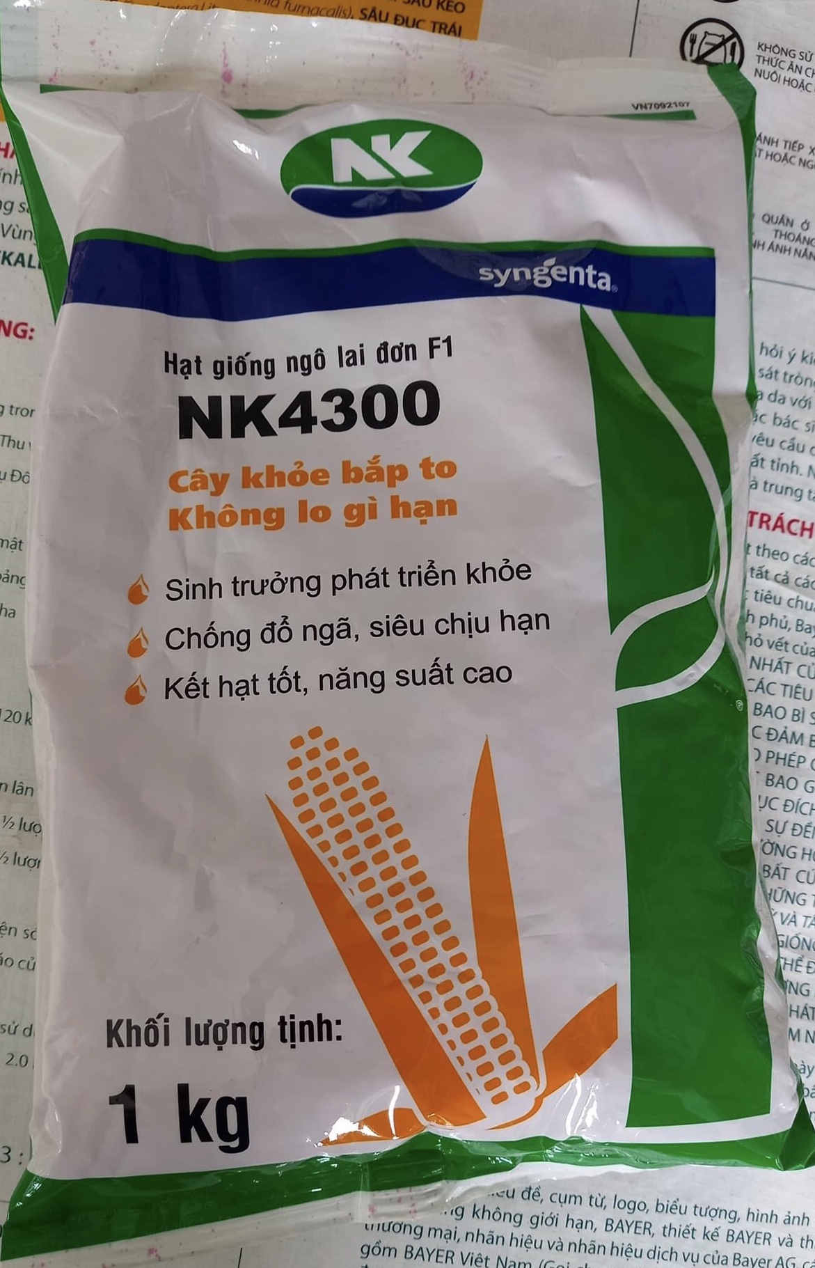 Giống Ngô NK4300 Giống Ngô NK4300