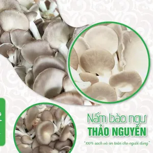 NẮM BÀO NGƯ THẢO NGUYÊN- BÌNH ĐẠI