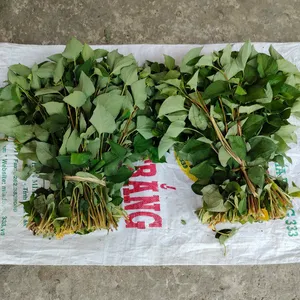 Rau Diếp Cá (bó 1kg) - Tiền Giang